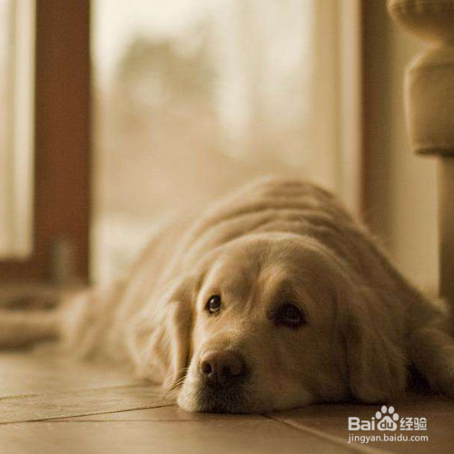 狗狗分离焦虑症的症状有那种表现 百度经验