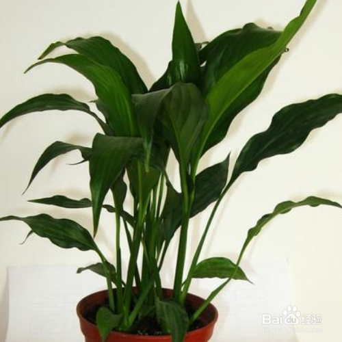 白掌的花开了多少年?