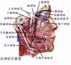 晚上睡觉流口水