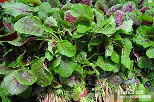 红苋菜怎么种植