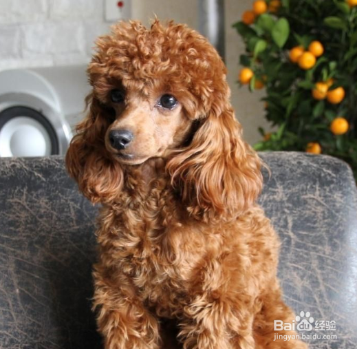 泰迪犬怎么样训练动作 敬礼送客排便的训练