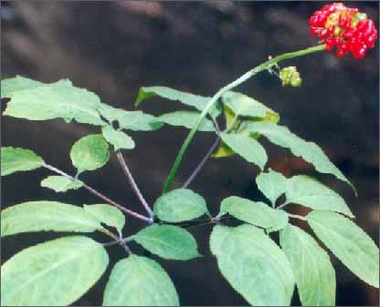 【父亲节】送爸爸一盆花