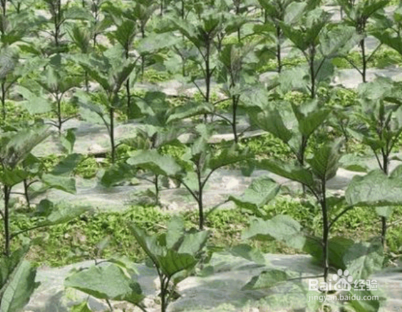 冬季农作物抗寒的方法措施