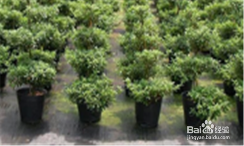 营养钵苗怎么种