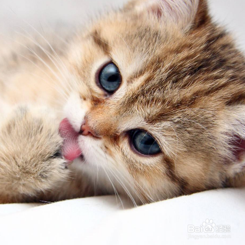 猫咪为什么呕吐没消化的猫粮？