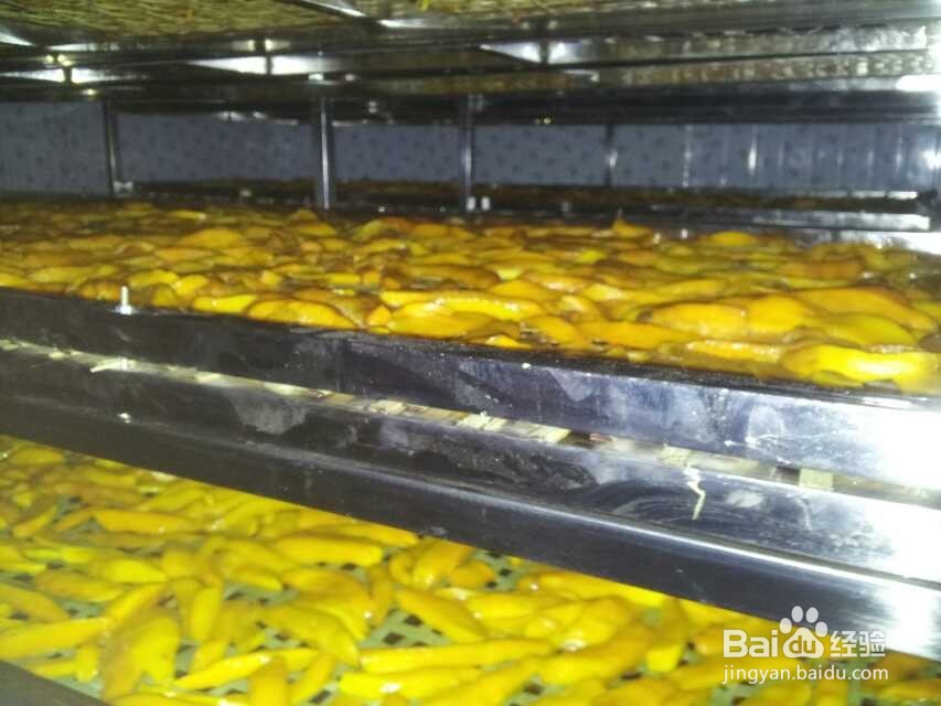 芒果烘干机芒果片烘干机使用技巧