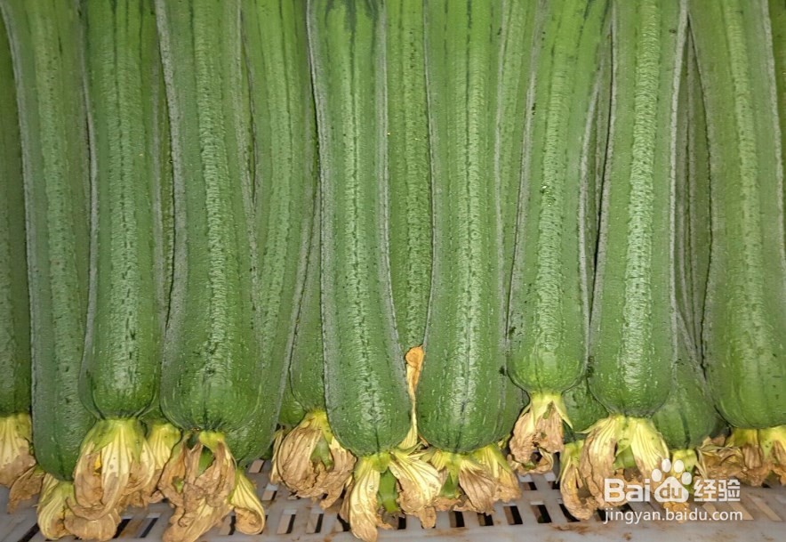 丝瓜种植：夏季丝瓜怎么防治早衰？