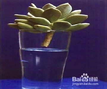 多肉植物水插生根步骤