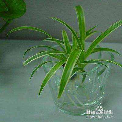 新装修怎样去除甲醛的9个纯天然方法