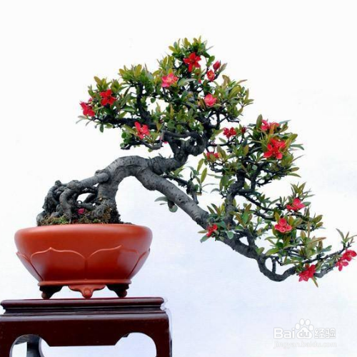 垂丝海棠怎么养殖