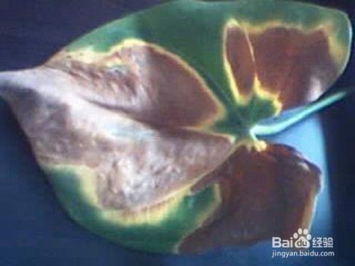 红掌叶片长很多斑点怎么办