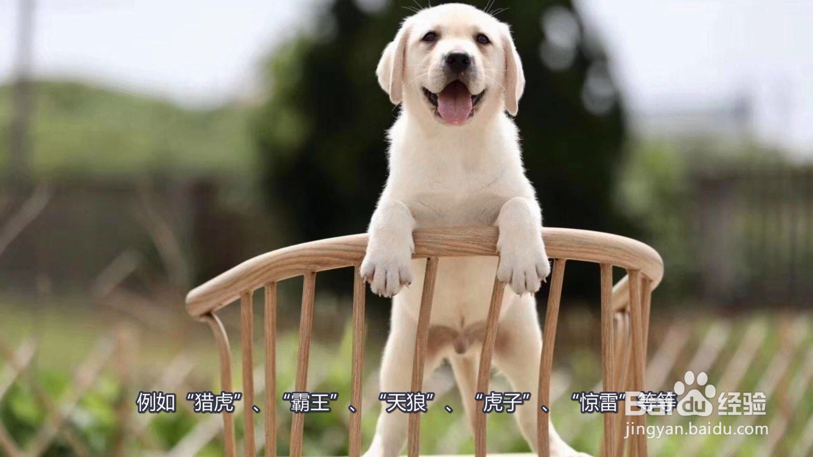 霸气又聚财的狗狗名字