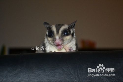 饲养蜜袋鼯一般给喂什么食物好?