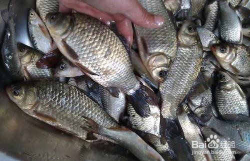 钓鲫鱼的选位方法