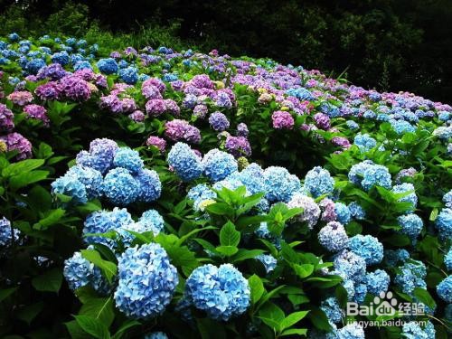 绣球长红蜘蛛怎么办