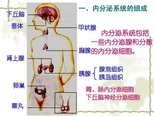 神经调节，体液调节，自身调节各有什么生理意义
