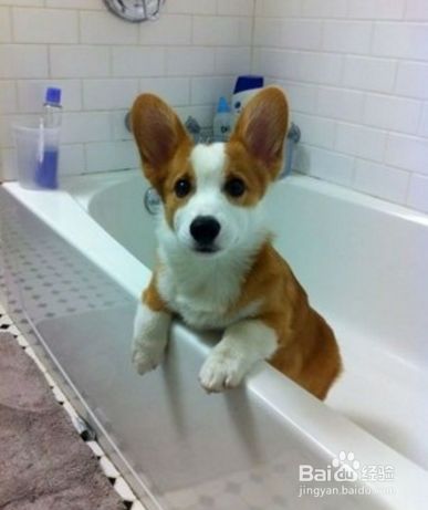 柯基犬掉毛怎么办，两分钟解决你的烦恼~