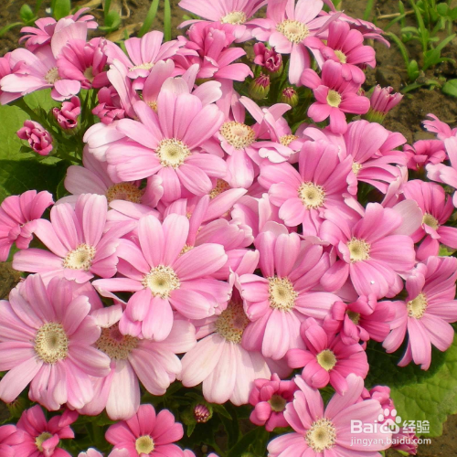 新买的瓜叶菊怎么培育