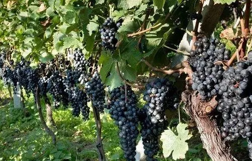 十二月种葡萄树成活吗