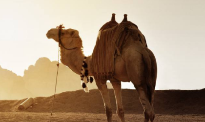 为什么骆驼能喝盐水解渴