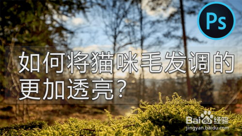 PS如何用通道抠图将猫咪毛发调的更加透亮?