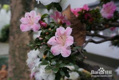皋月杜鹃的养殖方法和注意事项