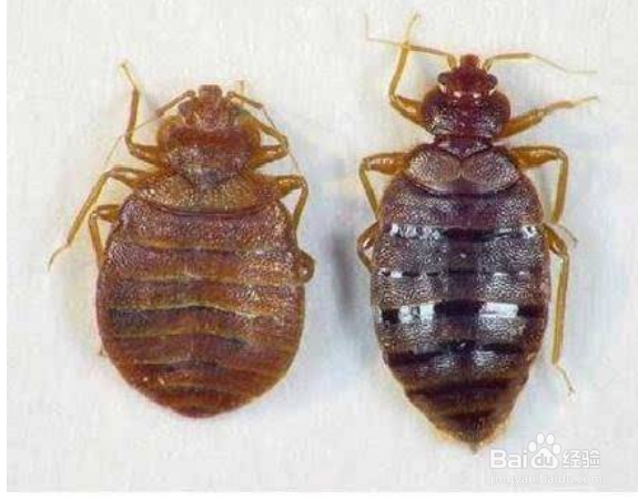 如果在家里发现臭虫怎么办