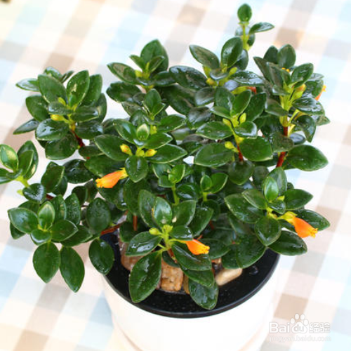 金鱼吊兰掉叶子怎么解决?