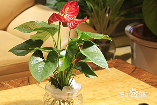 怎么水养鲜花？