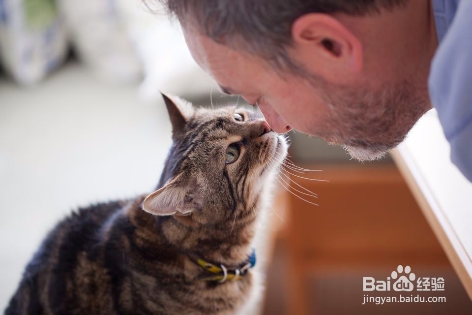 应对猫的泌尿问题