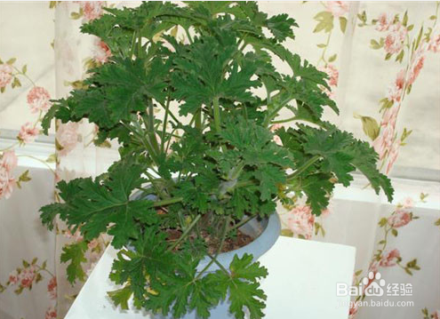 夏天预防蚊子的小方法