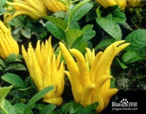 佛手的扦插方法