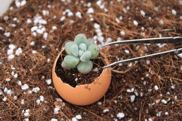 生活中常见的鸡蛋壳有哪些作用呢