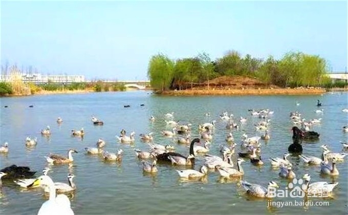 台儿庄旅游攻略