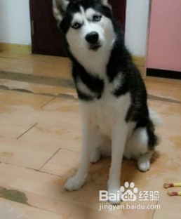 对于傻成这样的狗子，除了二哈也是没谁了！