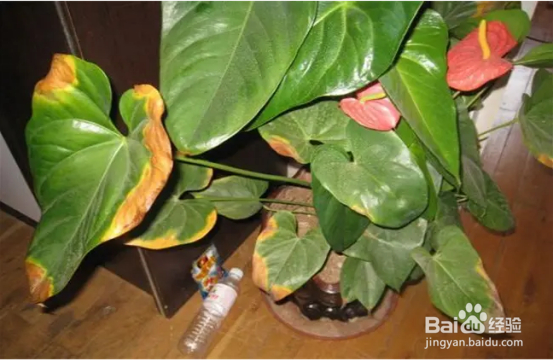 绿植叶子发黄怎么回事?