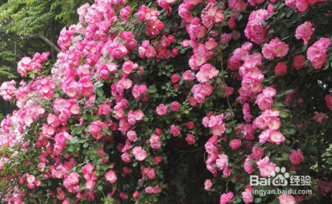 在家里怎么种蔷薇花?