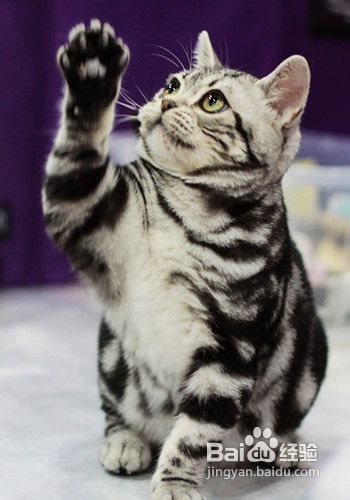 介绍训练好猫猫的六个标准