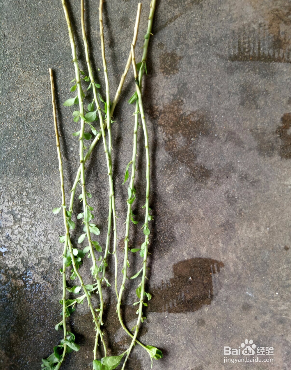 如何煲一锅清热的汤