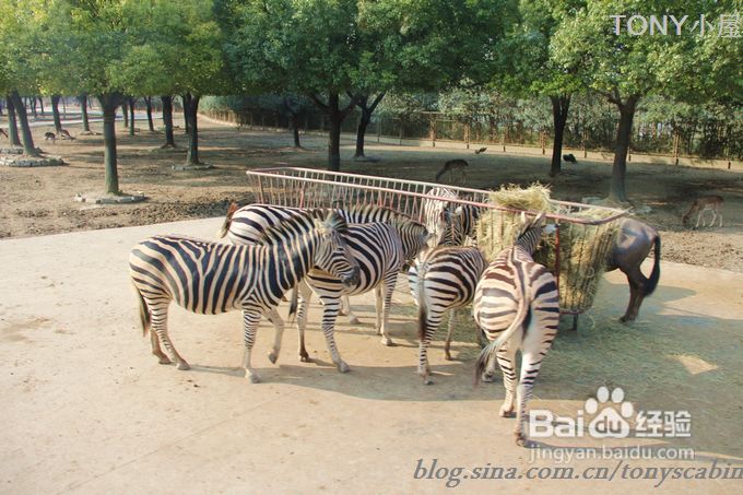 新手做土司必须要了解的5个要点---旅游外出给我们补充体力的芝麻黄油土司