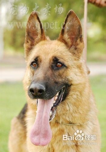 德国牧羊犬多少钱