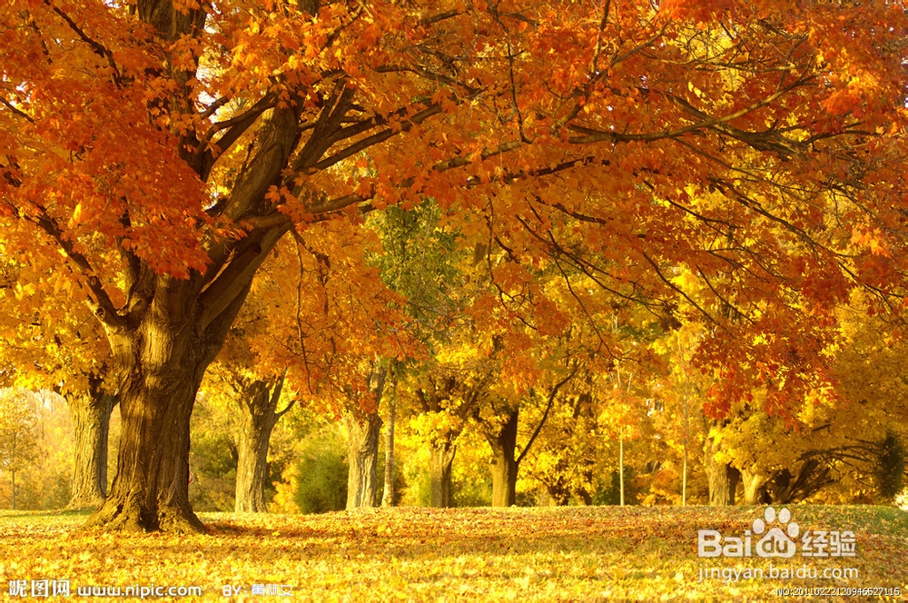 钓鱼最理想的季节选择