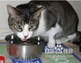 猫的小毛病有哪些
