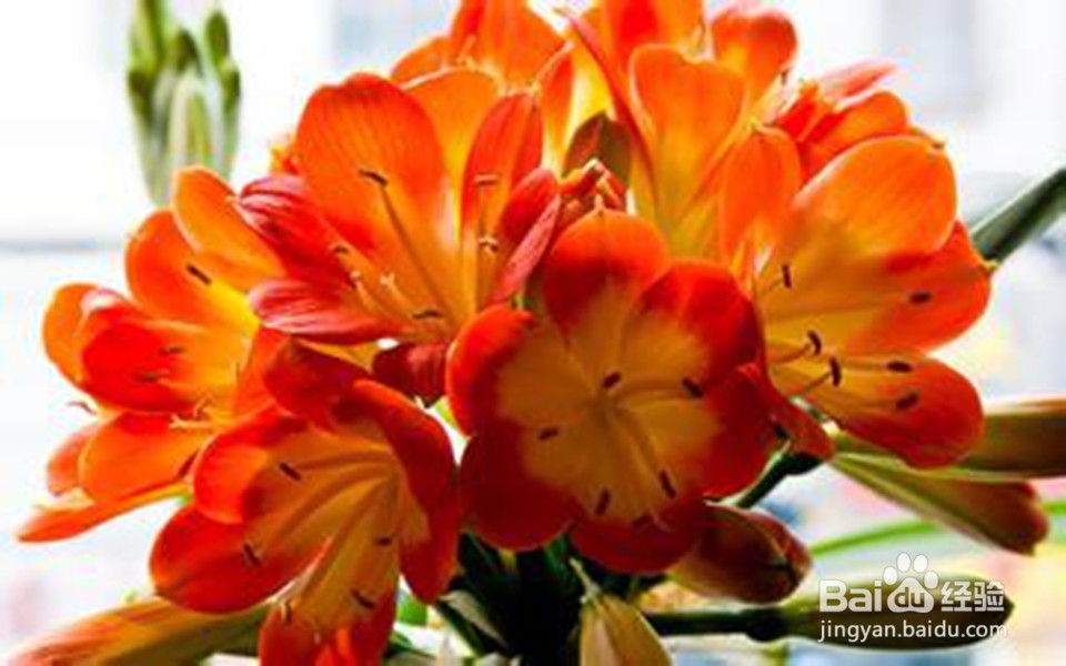 爱花的朋友家里放这些花可以使家人更长寿