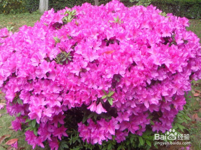 养殖春娟需要注意什么？