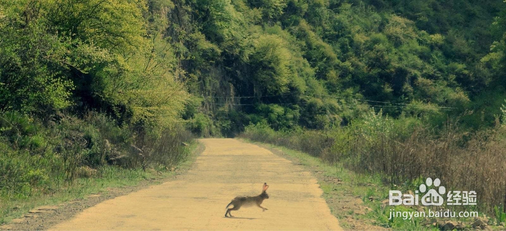 怎样找到野兔窝小野兔
