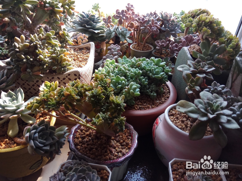 多肉里面长新芽怎么办