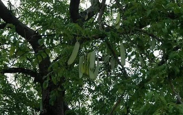 皂荚树读音是什么