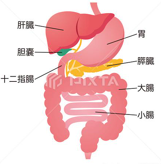 人体是如何运行