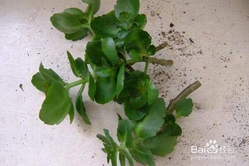 长寿花怎么样扦插呢?